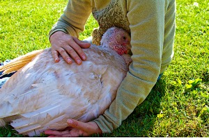 Giving Thanks, Sparing Lives